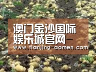 种植基地八(图1)