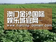 种植基地五
